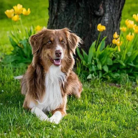 Tribunj Near Adriatic Sea Tribalj