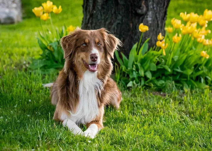 Tribunj Near Adriatic Sea Tribalj